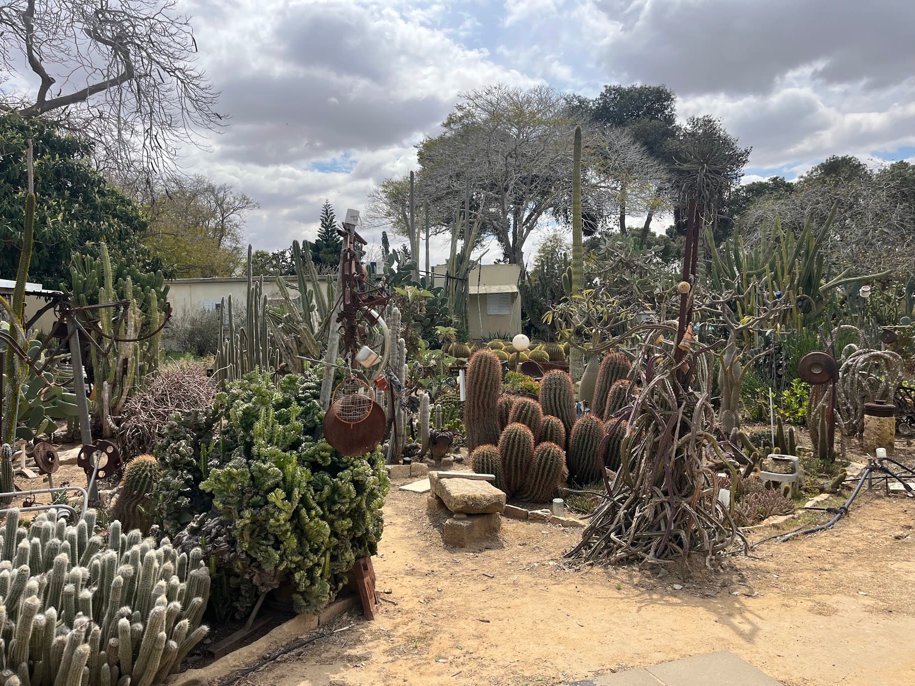 The cactus garden at Cactus Cafe in Kibbutz Nir Oz